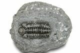 Phacopid (Adrisiops) Trilobite - Jbel Oudriss, Morocco #251654-3